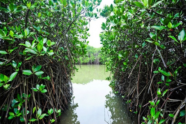 Phu Long Mangroves Forest
