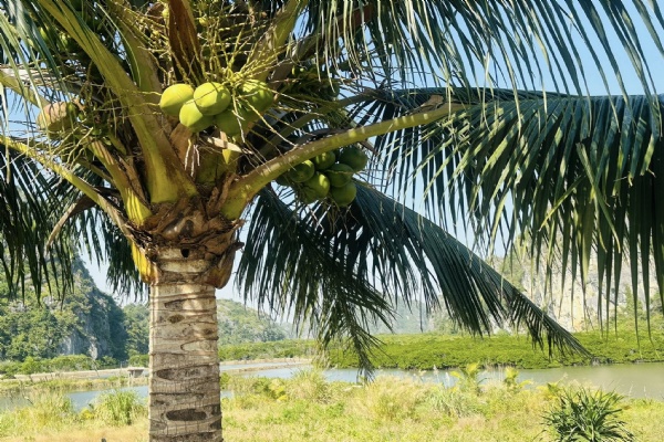 Green Mangrove Cooking Class